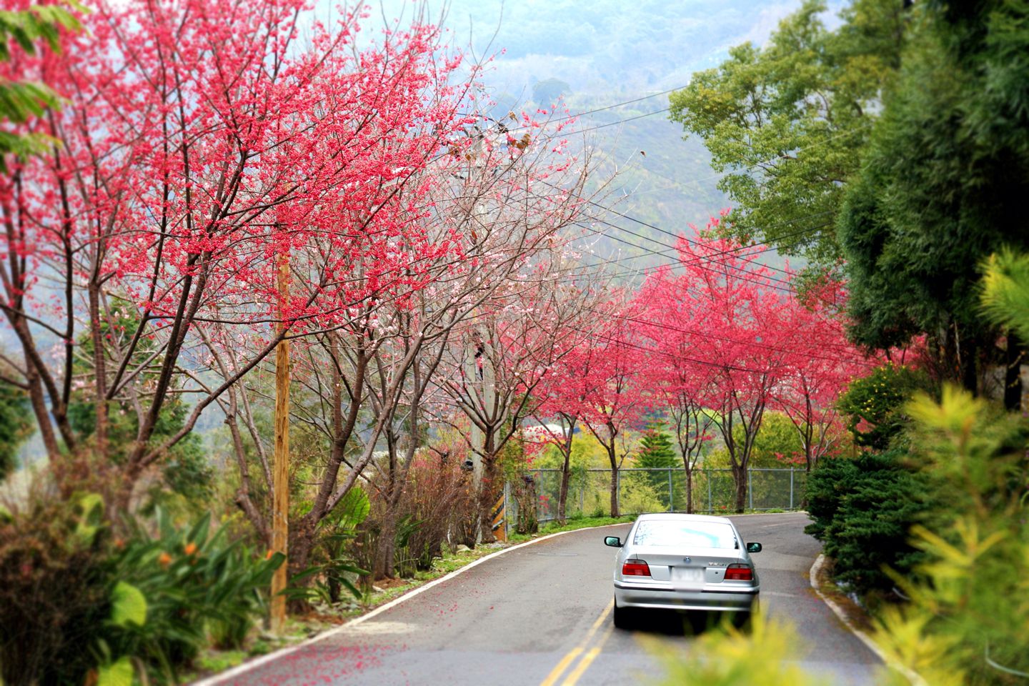 南投-東埔櫻花季